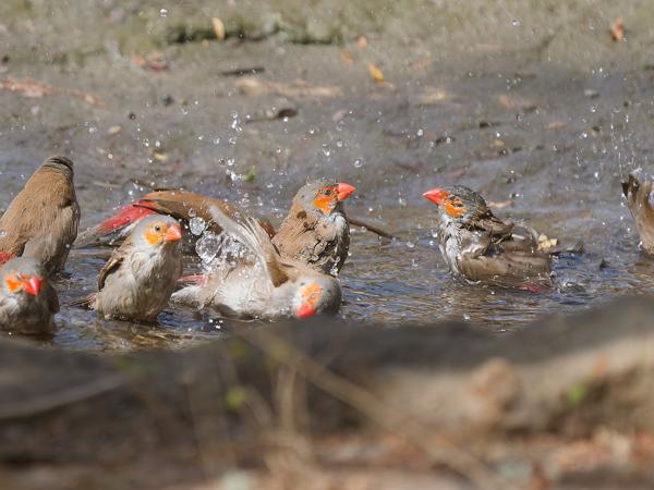 <h3><a href="/trips/gambia/biota/animalia/chordata/aves/040 passeriformes/115 estrildidae/estrilda melpoda/estrilda melpoda-nl.html">Estrilda&nbsp;melpoda</a> / Orange‑cheeked&nbsp;waxbill / Oranjekaakje</h3>OM-1 Mark II met OLYMPUS M.150-400mm F4.5, 1/2000 sec  bij F4.5, ISO 800, afstand 11.3&nbsp;m
